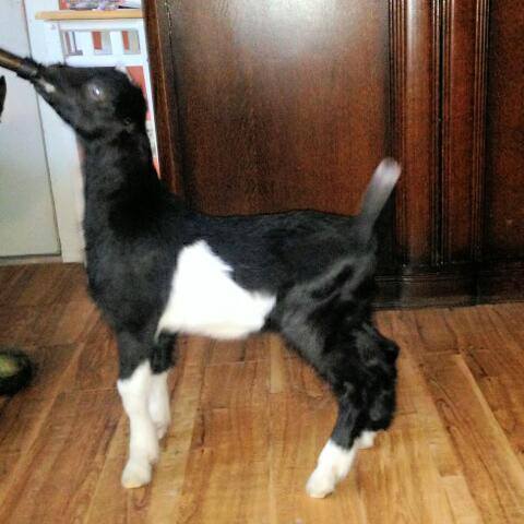Chandler 3 wks