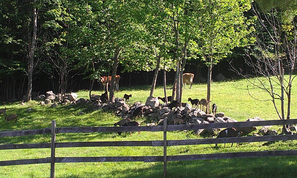 Goats in the Pasture