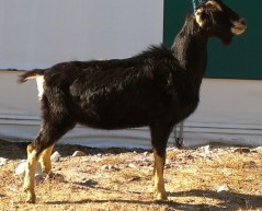 Here Be Goats KUA MakinMaiMove